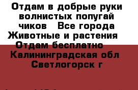 Отдам в добрые руки волнистых попугай.чиков - Все города Животные и растения » Отдам бесплатно   . Калининградская обл.,Светлогорск г.